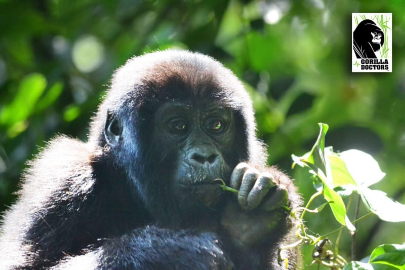 infant mountain gorilla feeding