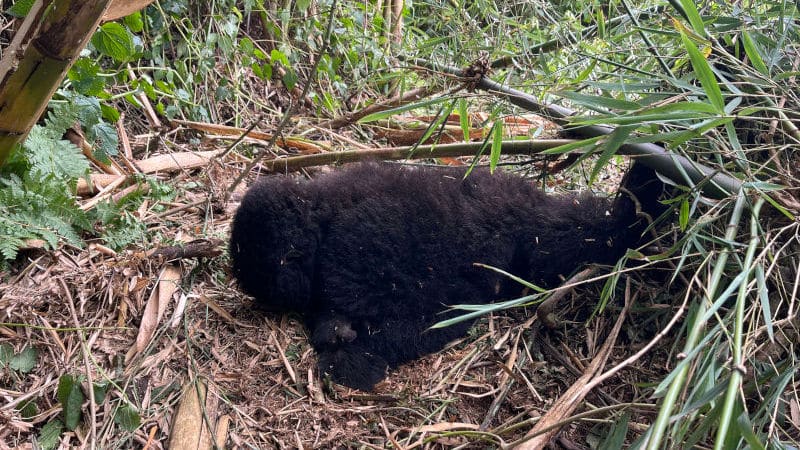 Structure of an Intervention: Snare Rescue step2