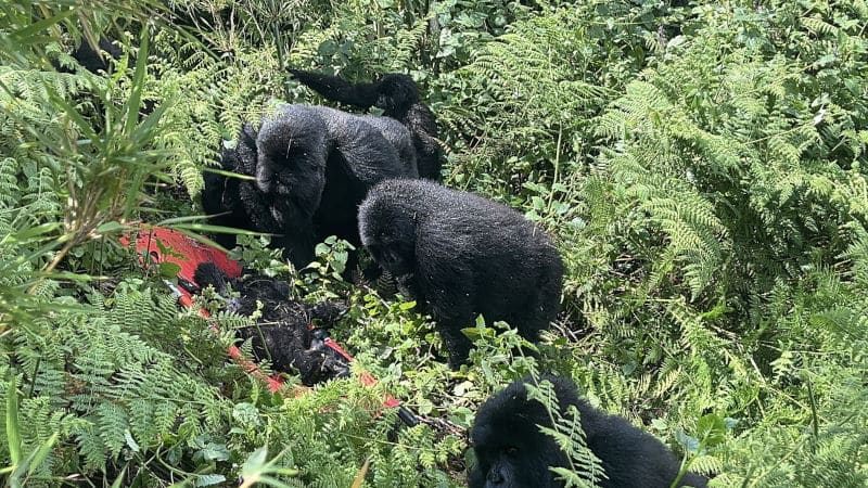 Structure of an Intervention: Snare Rescue step8